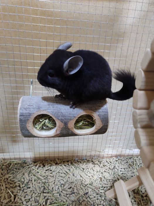 Срочно продам Шиншиллы