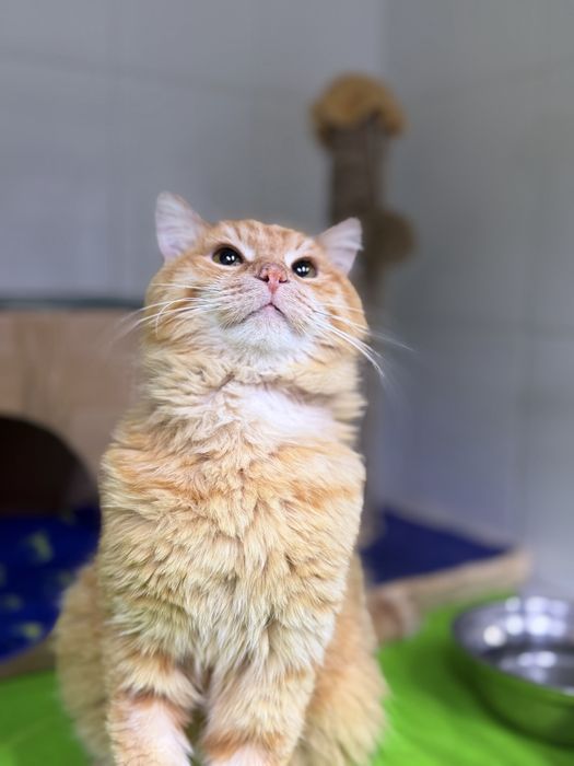 Мальчик, Рыжий, бесплатно