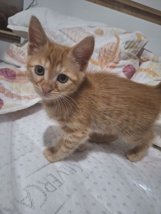 ПОДАРЯВАМ котенца