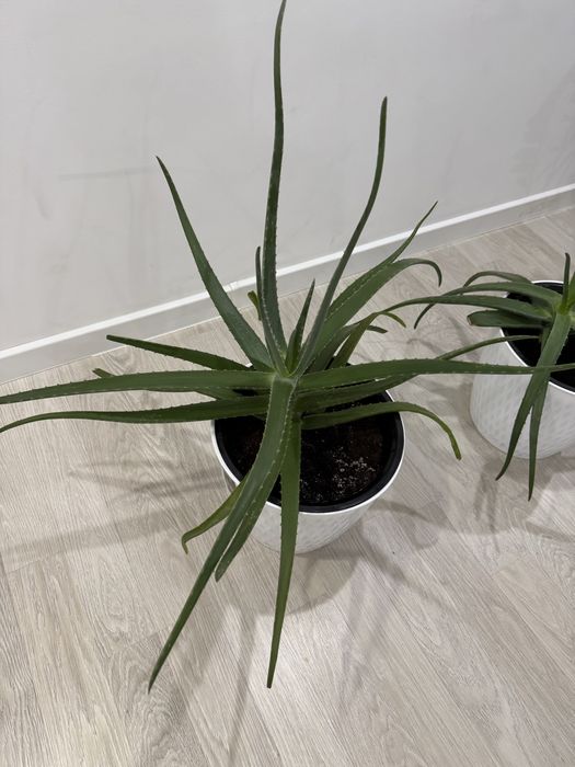 Продам комнатные растения