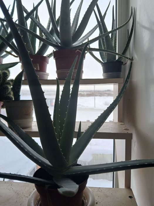 Продам Алоэ Вера