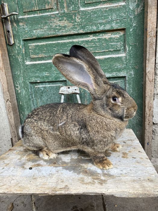 Pereche Uriaș German