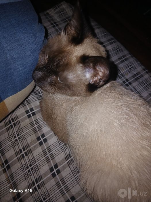 Котенок сиамский