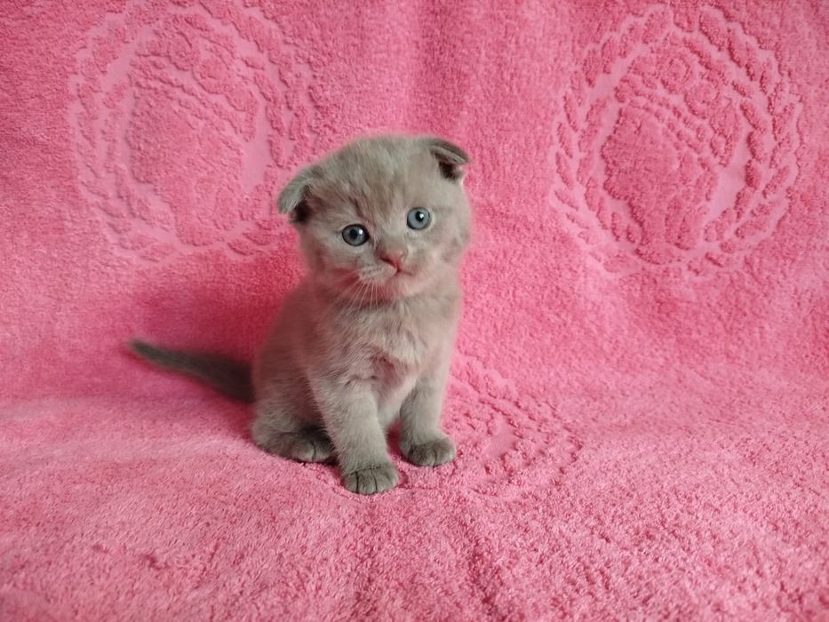 Котята Британцы .