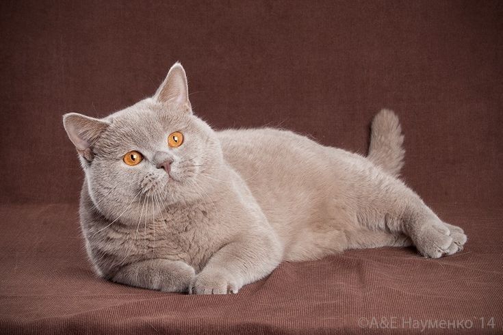 Вязка, британского кота