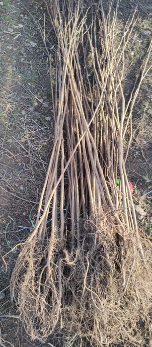 Puieți salcâm frasin tei fag carpen stejar mesteacăn plop brad molid