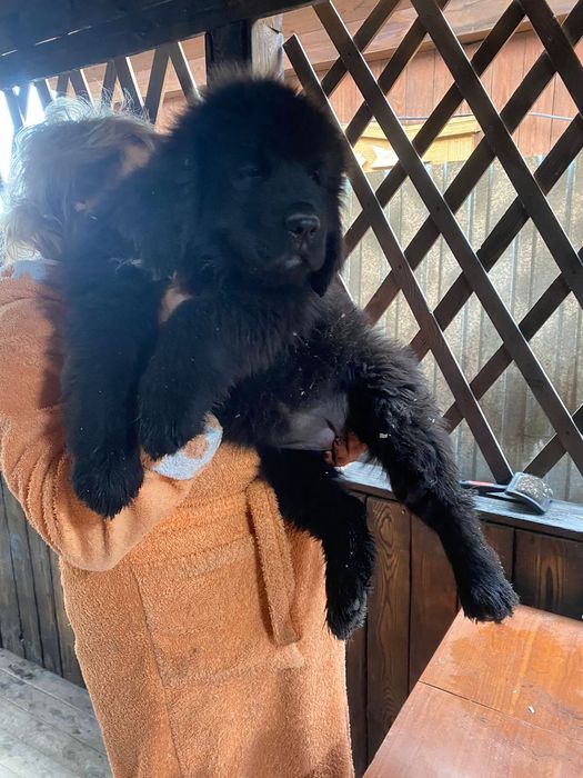 Продам щенков ньюфаундленда