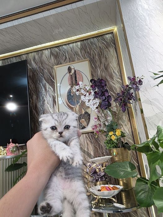 Продам вислоушку вискас