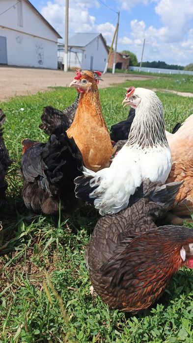 Продам курей Малодка  Даминанты