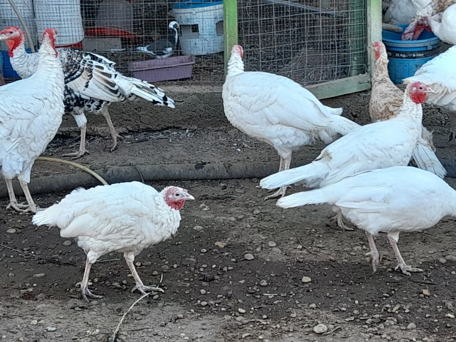 Curcani și curci de vanzare