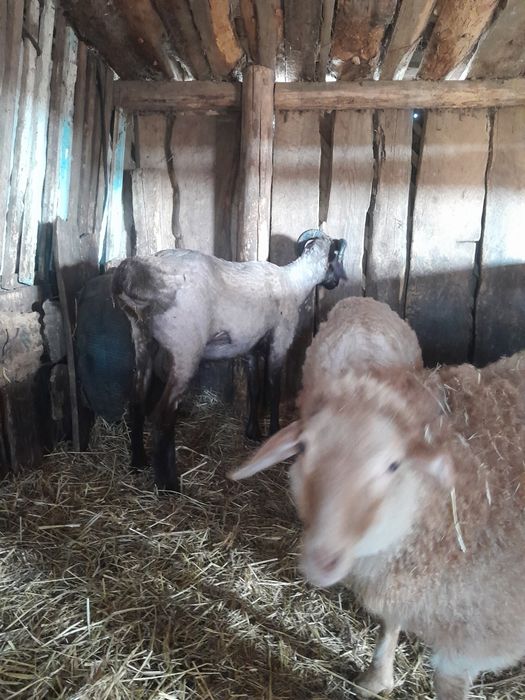 Продам кошкара помесь Едельбая