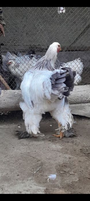 Brama xòrozlari sotiladi