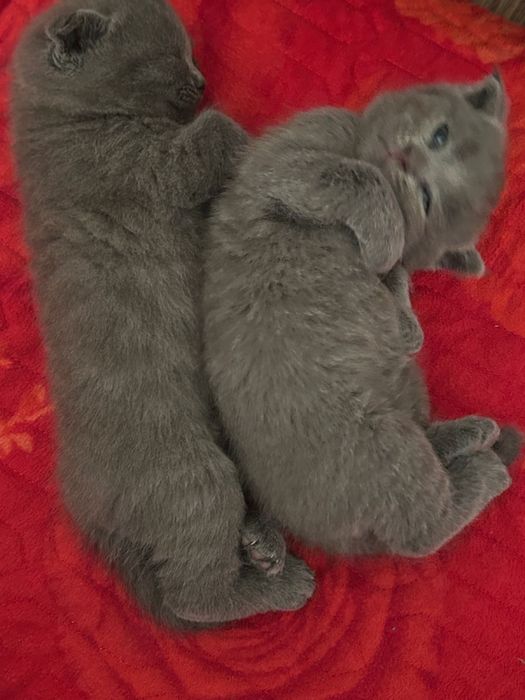 Котята вислоухи