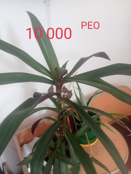 Комнатные растения