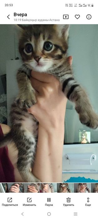 Котенок девочка Мия