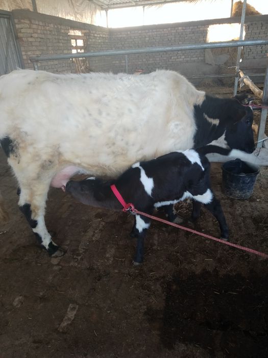 Она бола сотилади