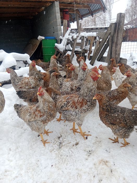 Билефельдер Петушки.