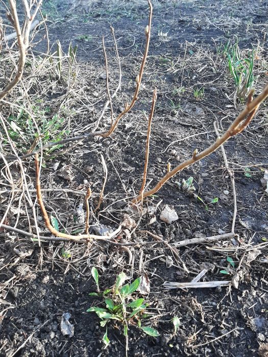 Саженцы чёрной смородины