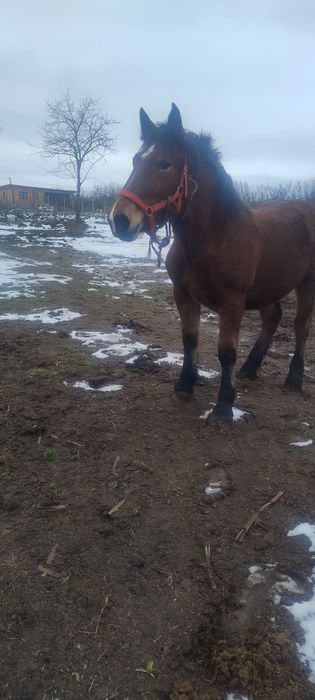 Vand o manza se trage din cai grei