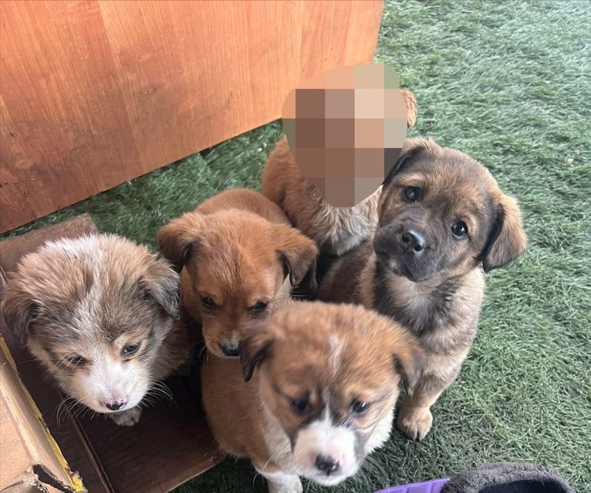 Срочно отдам умных щенков