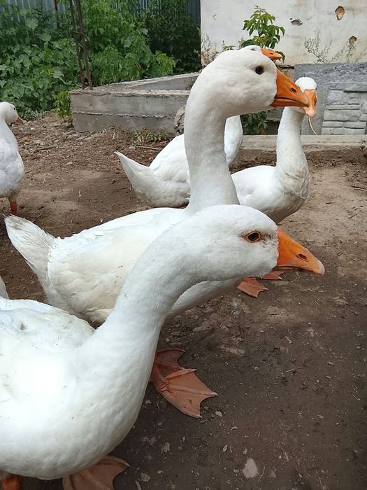 Продам гусы Линда