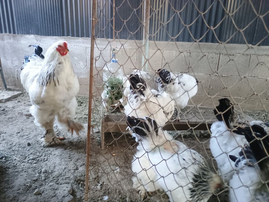 Puișori brahma herminat