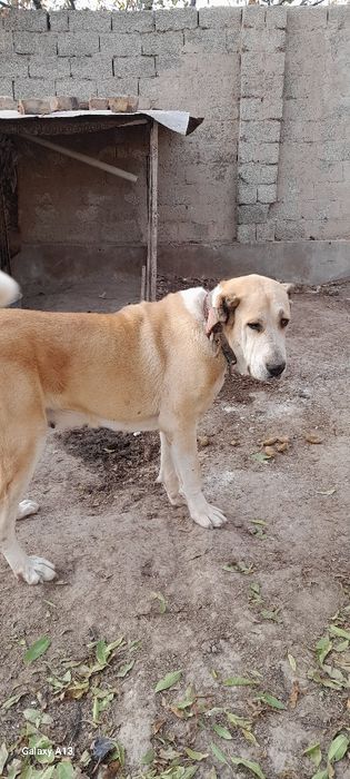 Ит сотилади она ва бола