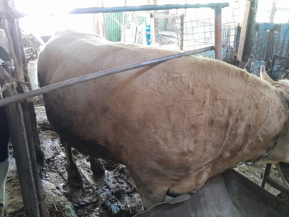 Продам двух быков