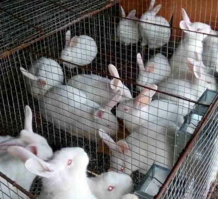 Хиколь зотли қуёнлар