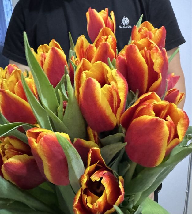 Тюльпаны оптом от 500