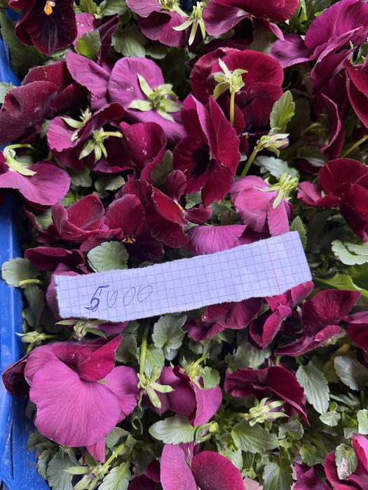 Жуда чиройли гуллар ҳовли ва тувак гуллар оптим  ва доннага ҳам бор ке