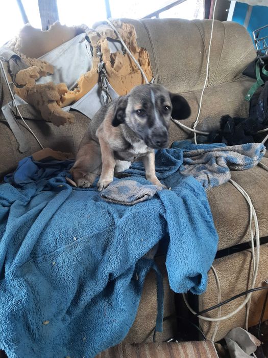 Отдам щенка девочка в хорошие добрые руки!