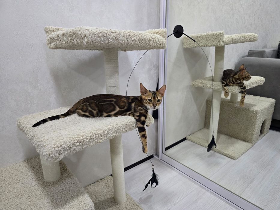 Котенок  бенгал