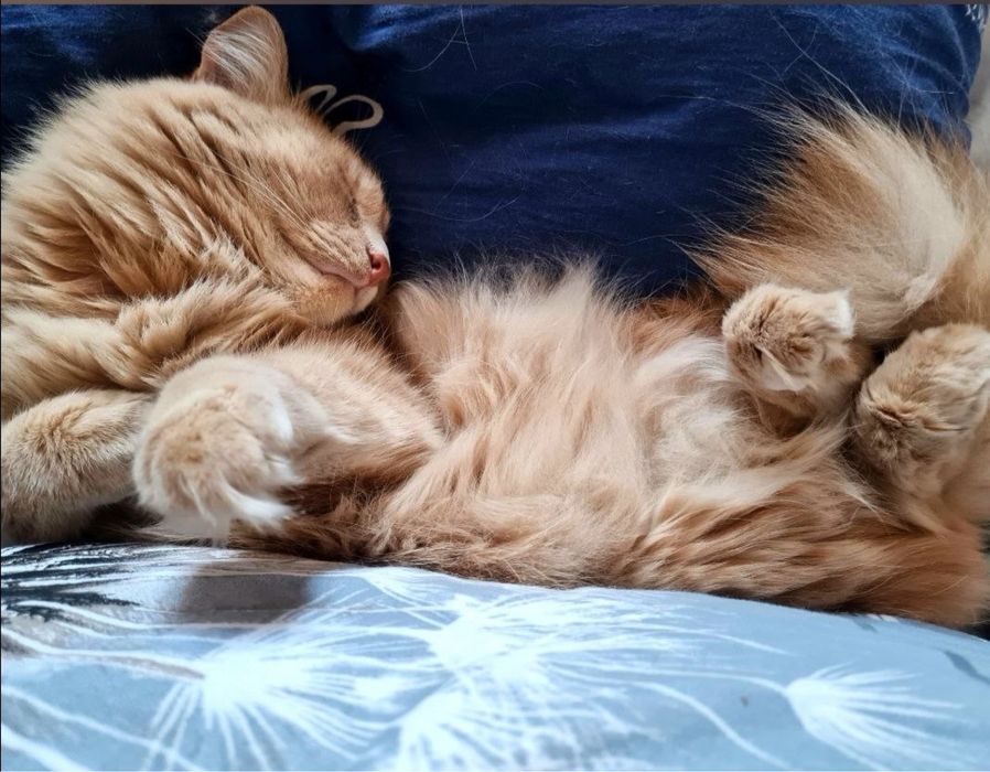 Кот в добрые руки