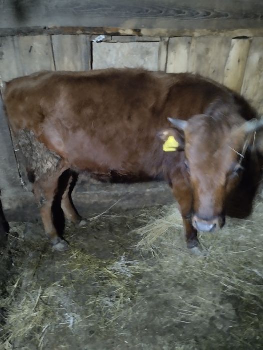 Продам тёлку тёлка