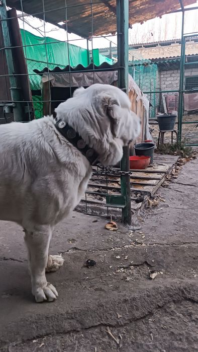 Srochno Sotiladi Turkmenskiy Alabay Erkak