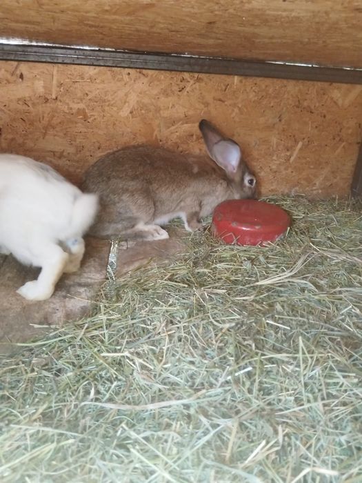 Vand iepuri românești Argeș, negreni