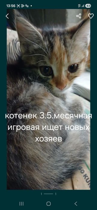 Отдам котенка 2.5мечяц