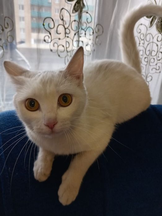 Отдам кошку девочку