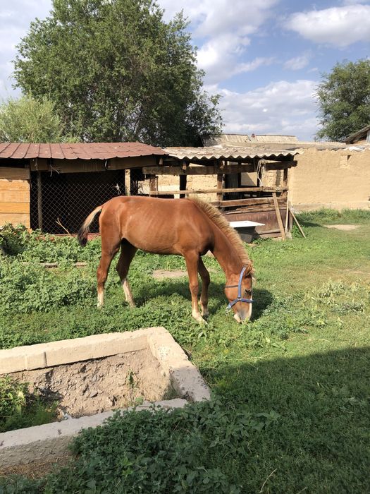 Тай сатылады ……..