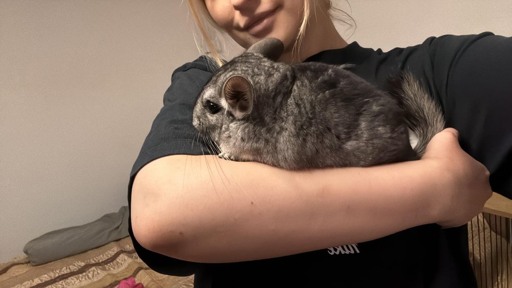Chinchila de vânzare În Timisoara