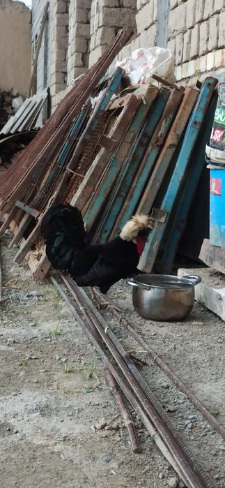 Обмен. Соглом хурузлар