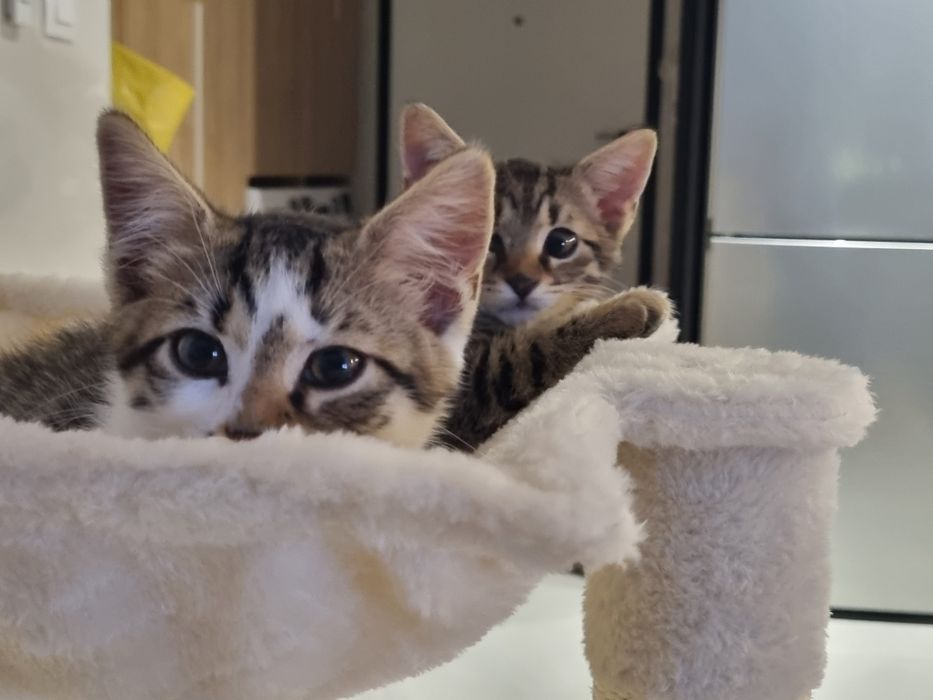 Подарявам малки котета!