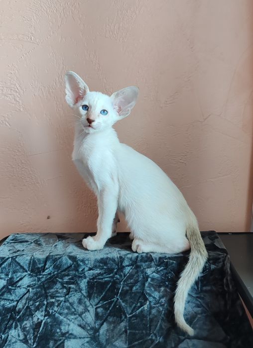 Ориентальные котята из питомника