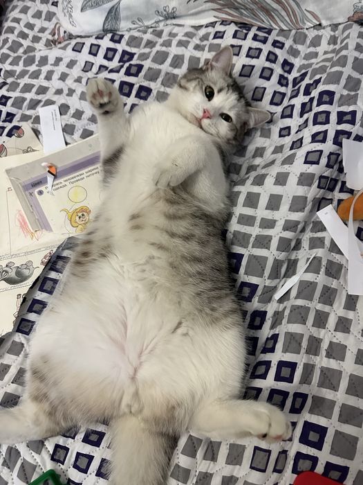 Отдам кота в добрые руки .