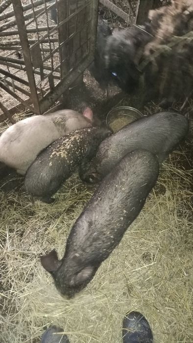 Продам поросят .Село Уварова.