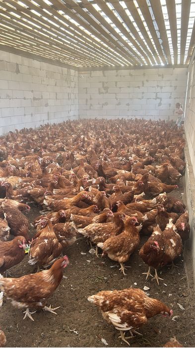 Продам домашних кур