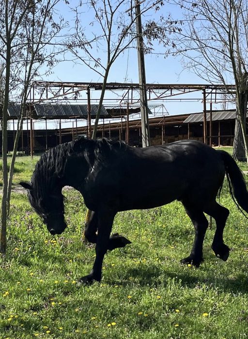 armasar friesian/friz sport