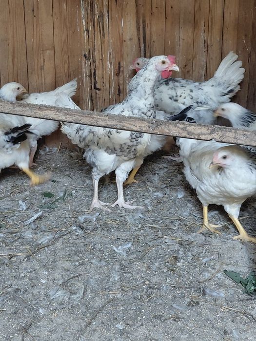 Продам петушков...