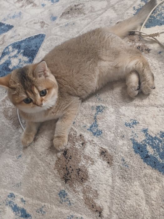 Залатистий шиншила тоза зотлик 4 ойлик